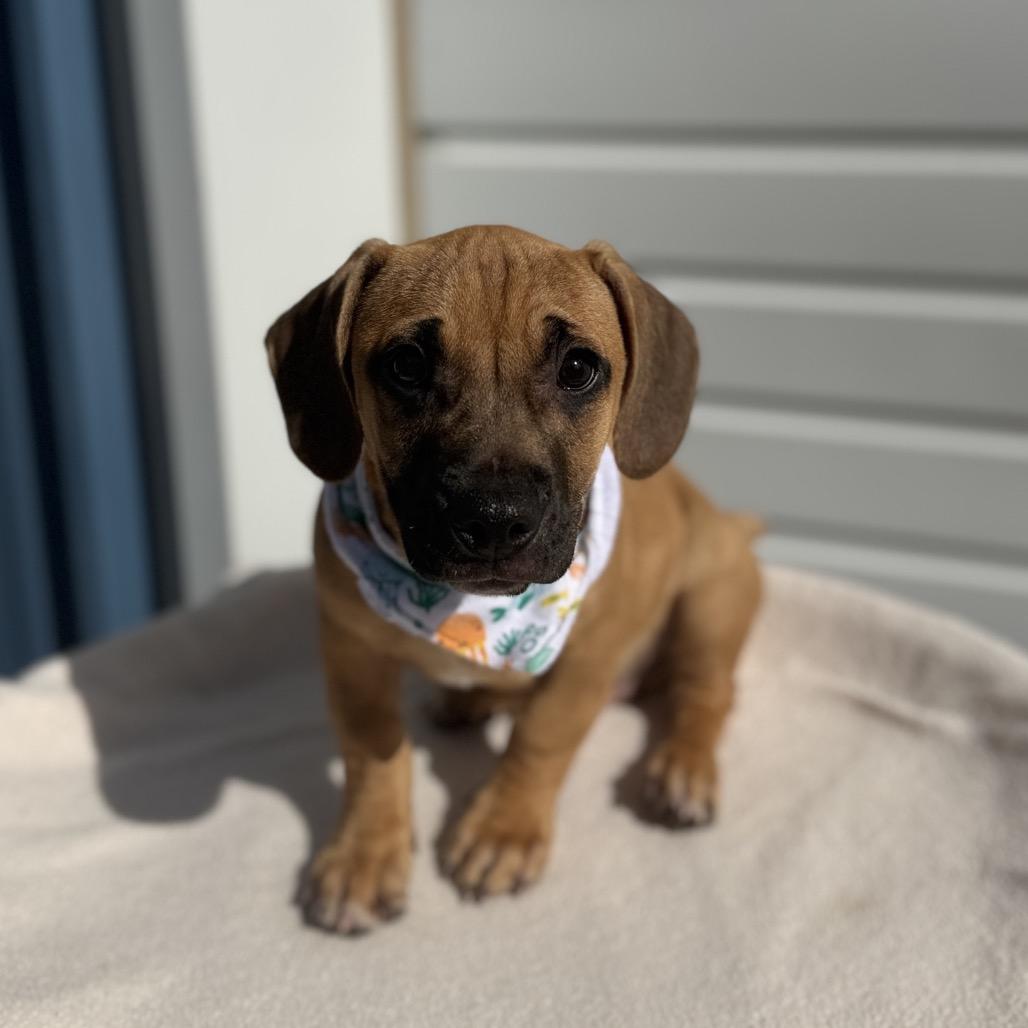 Enlarge Odie, a Adoptable mixed breed in Newberg, OR image 4/6