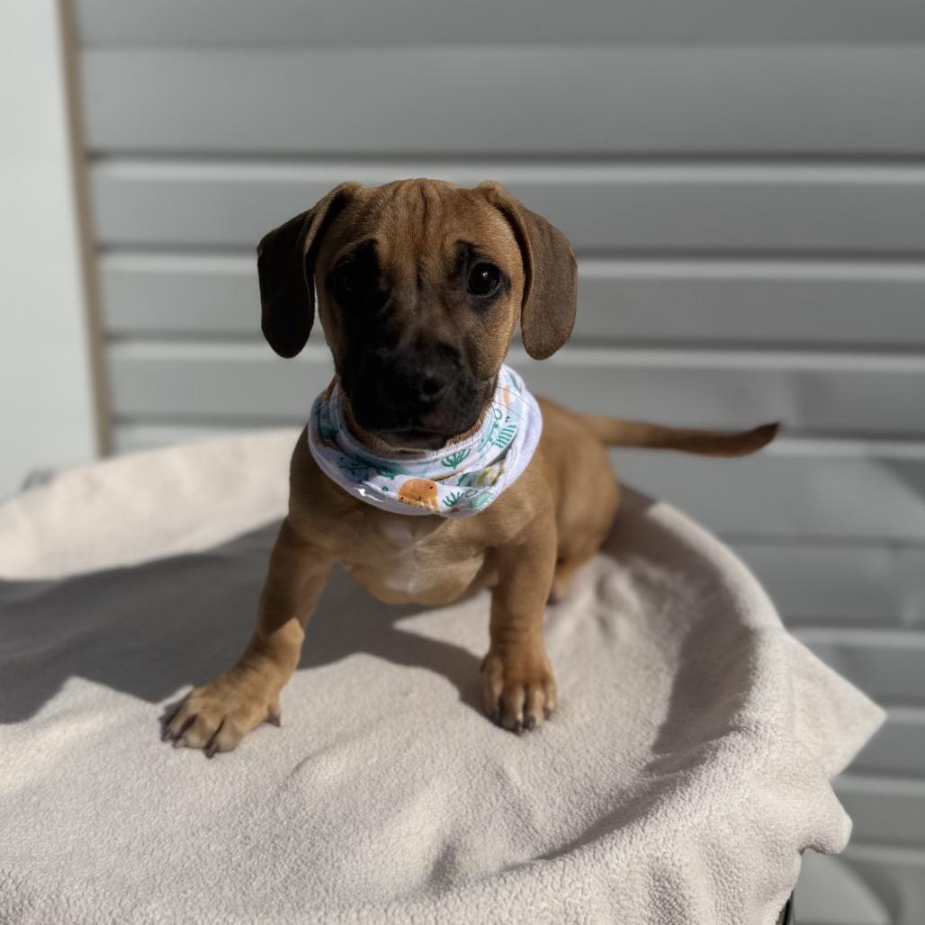 Enlarge Odie, a Adoptable mixed breed in Newberg, OR image 5/6