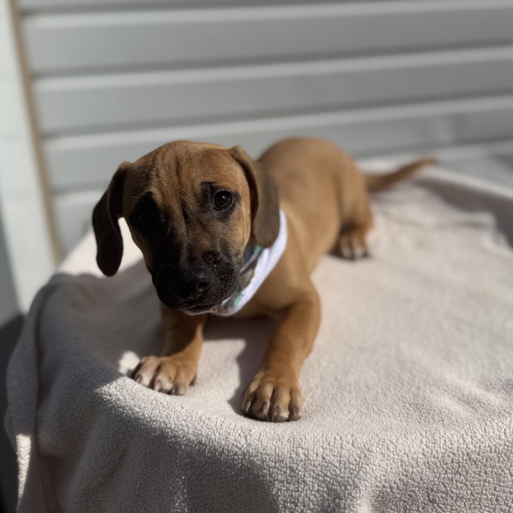 Enlarge Odie, a Adoptable mixed breed in Newberg, OR image 6/6