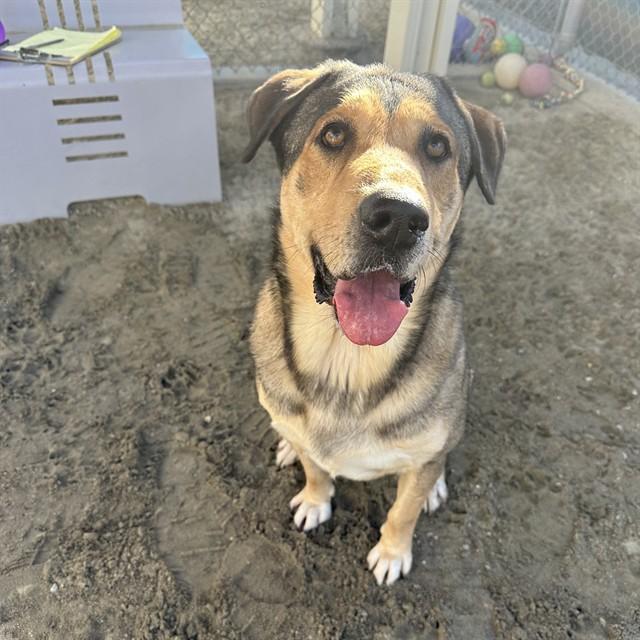 KOBU, Adoptable, Adult Male German Shepherd Dog & Mixed Breed.