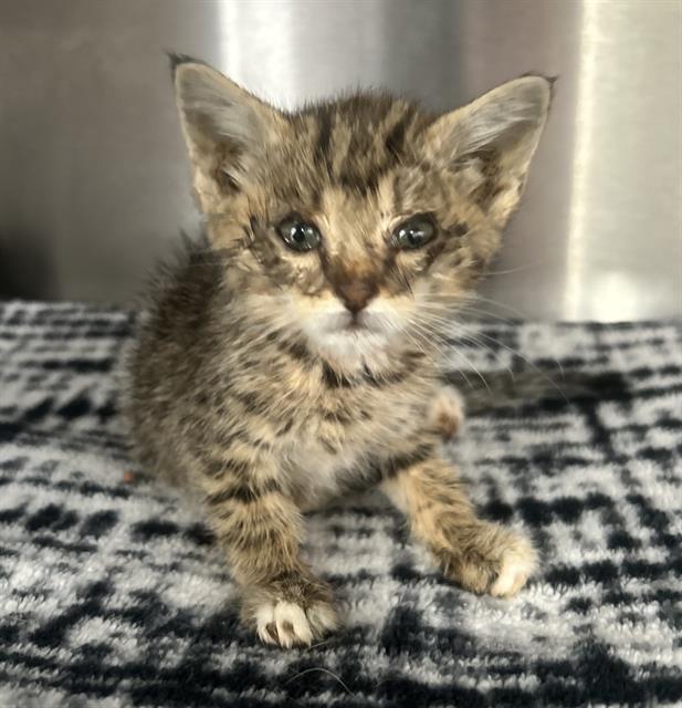 BAGUETTE- IN FOSTER, Adoptable, Young Female Domestic Medium Hair.
