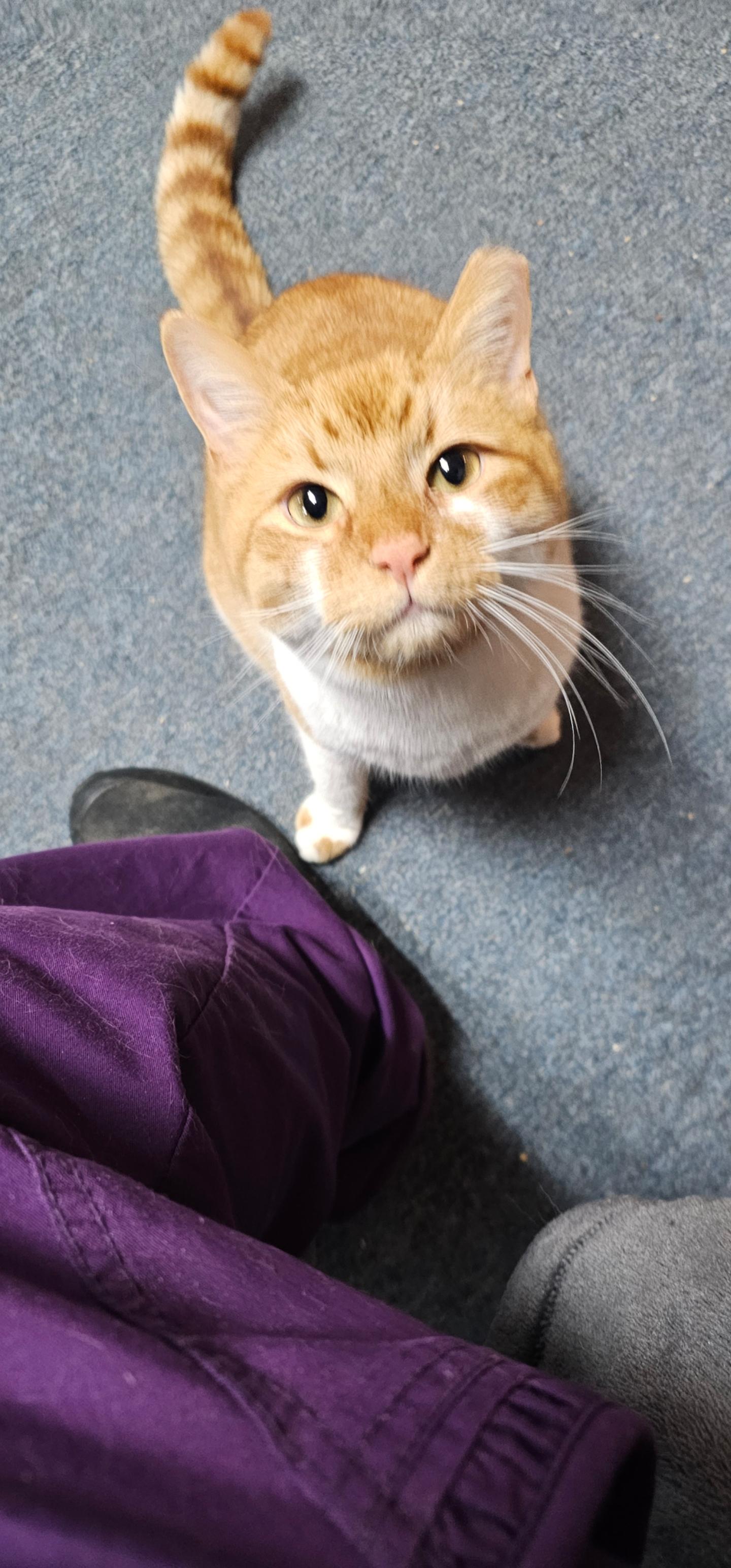 Caramel Praline, a Adoptable Domestic Short Hair in Greensburg, PA image 1/4