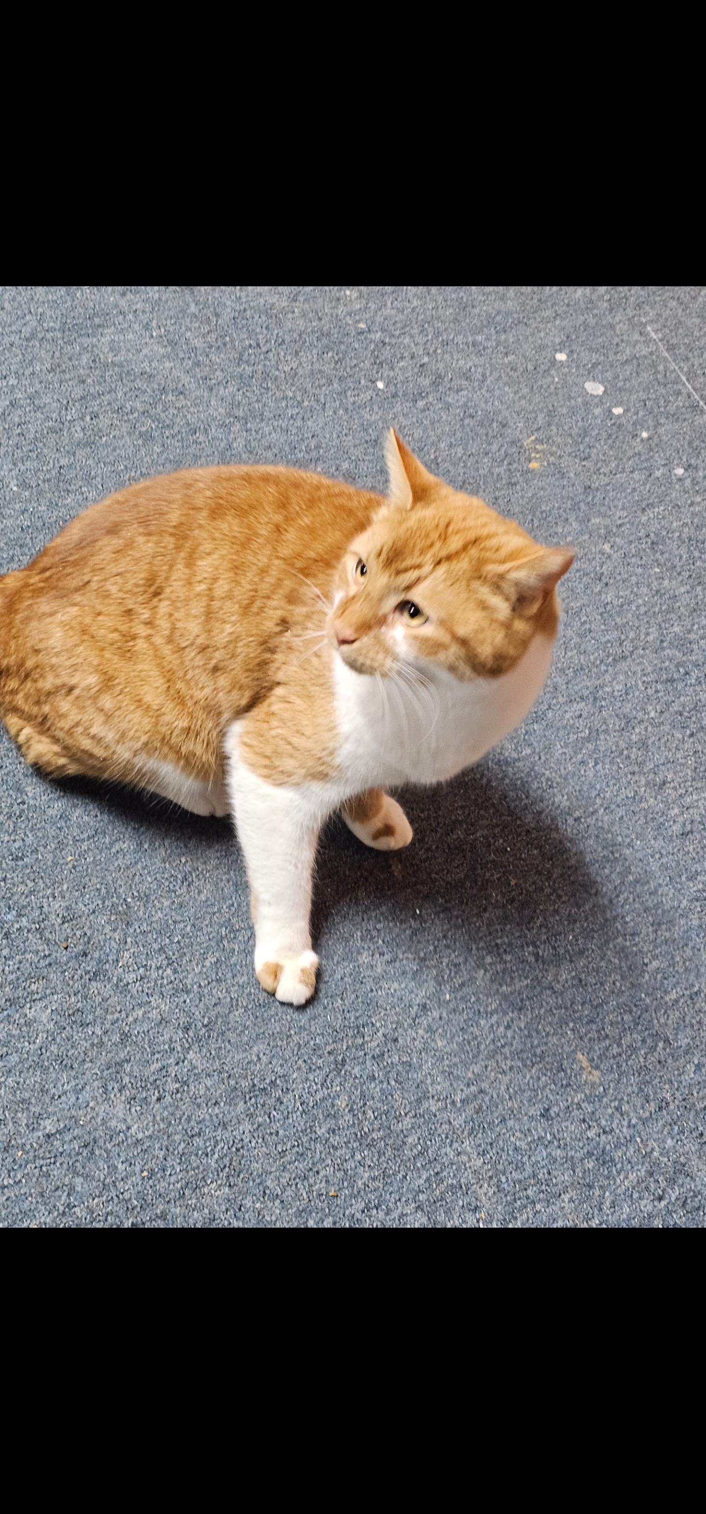 Caramel Praline, a Adoptable Domestic Short Hair in Greensburg, PA image 2/4