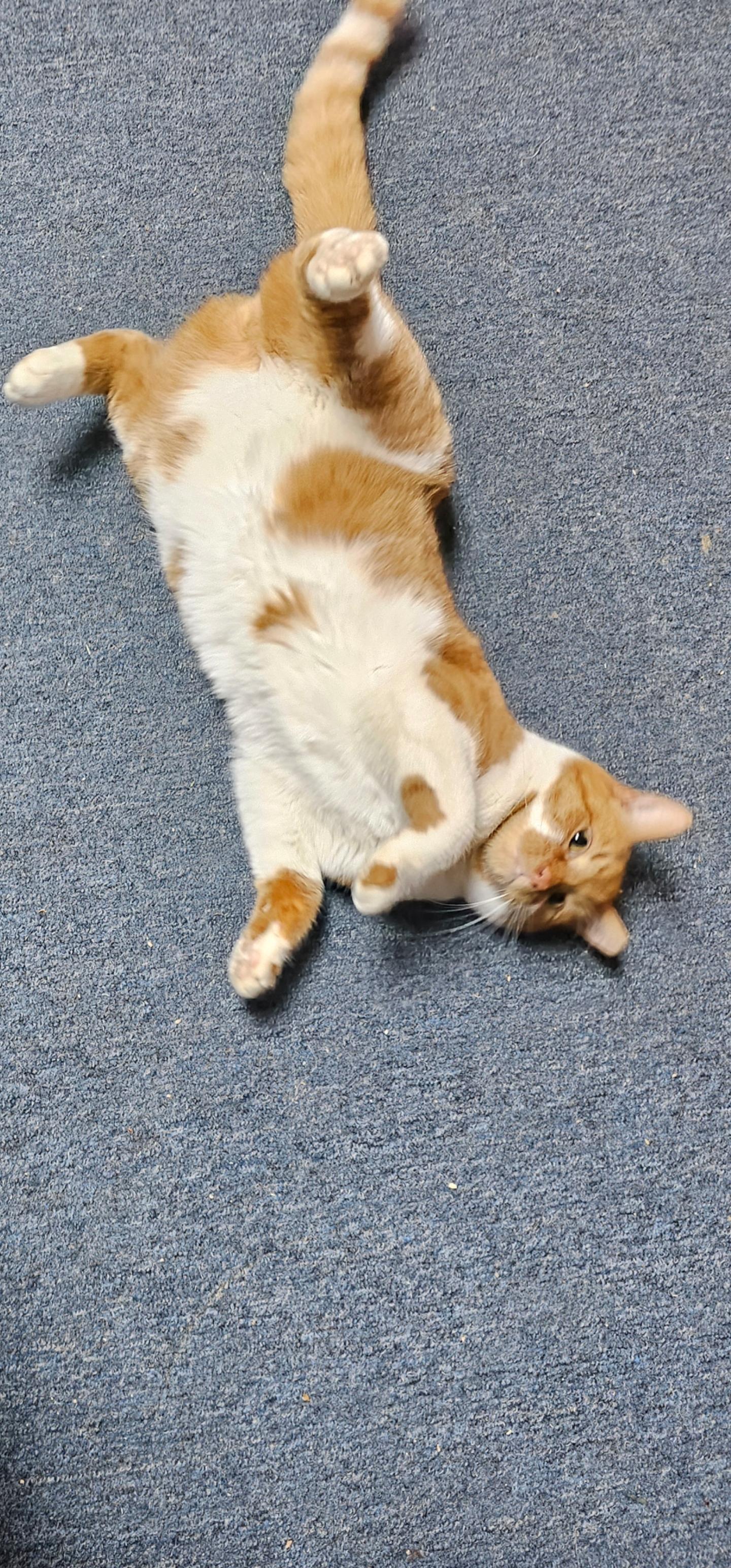 Caramel Praline, a Adoptable Domestic Short Hair in Greensburg, PA image 3/4