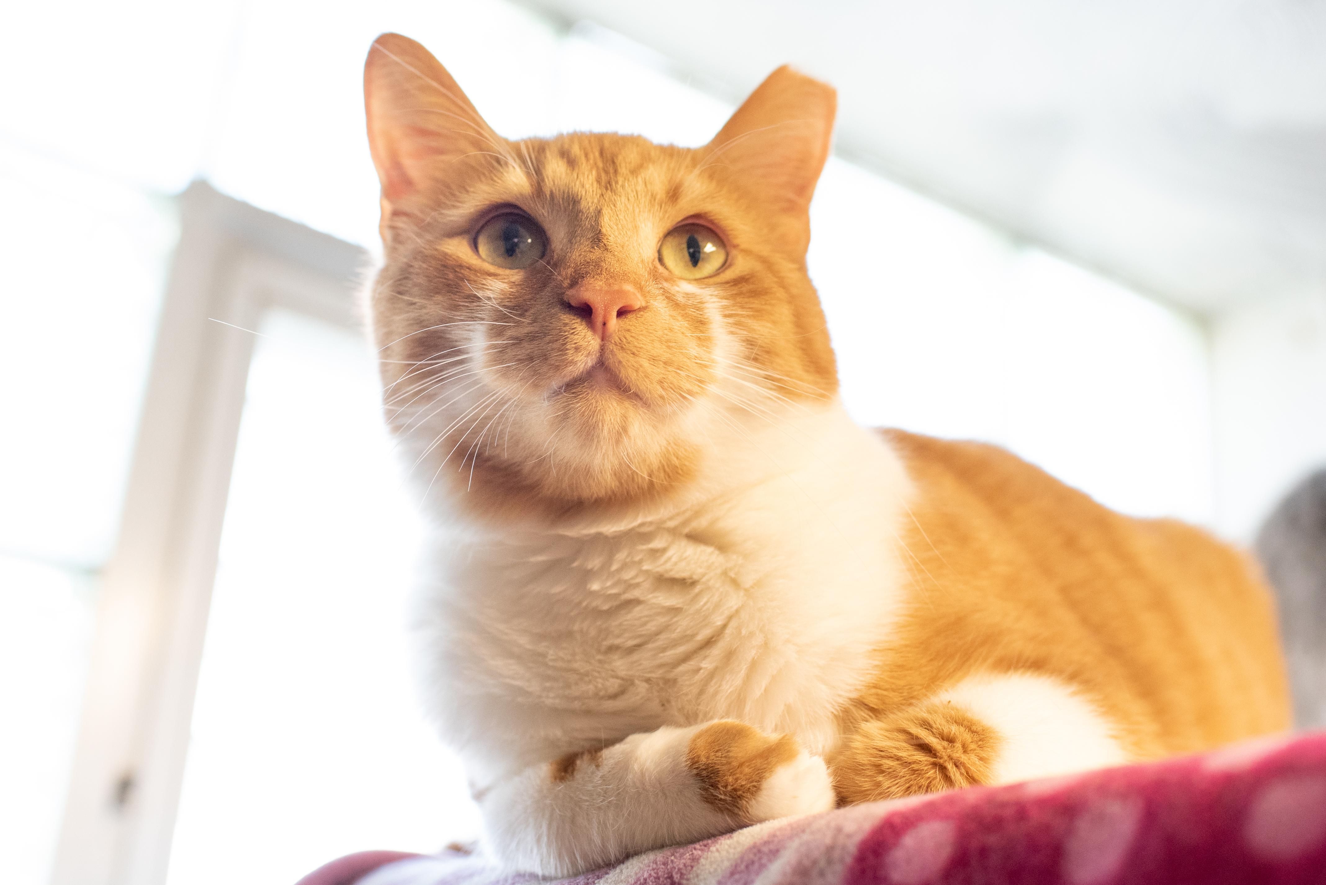 Caramel Praline, a Adoptable Domestic Short Hair in Greensburg, PA image 4/4