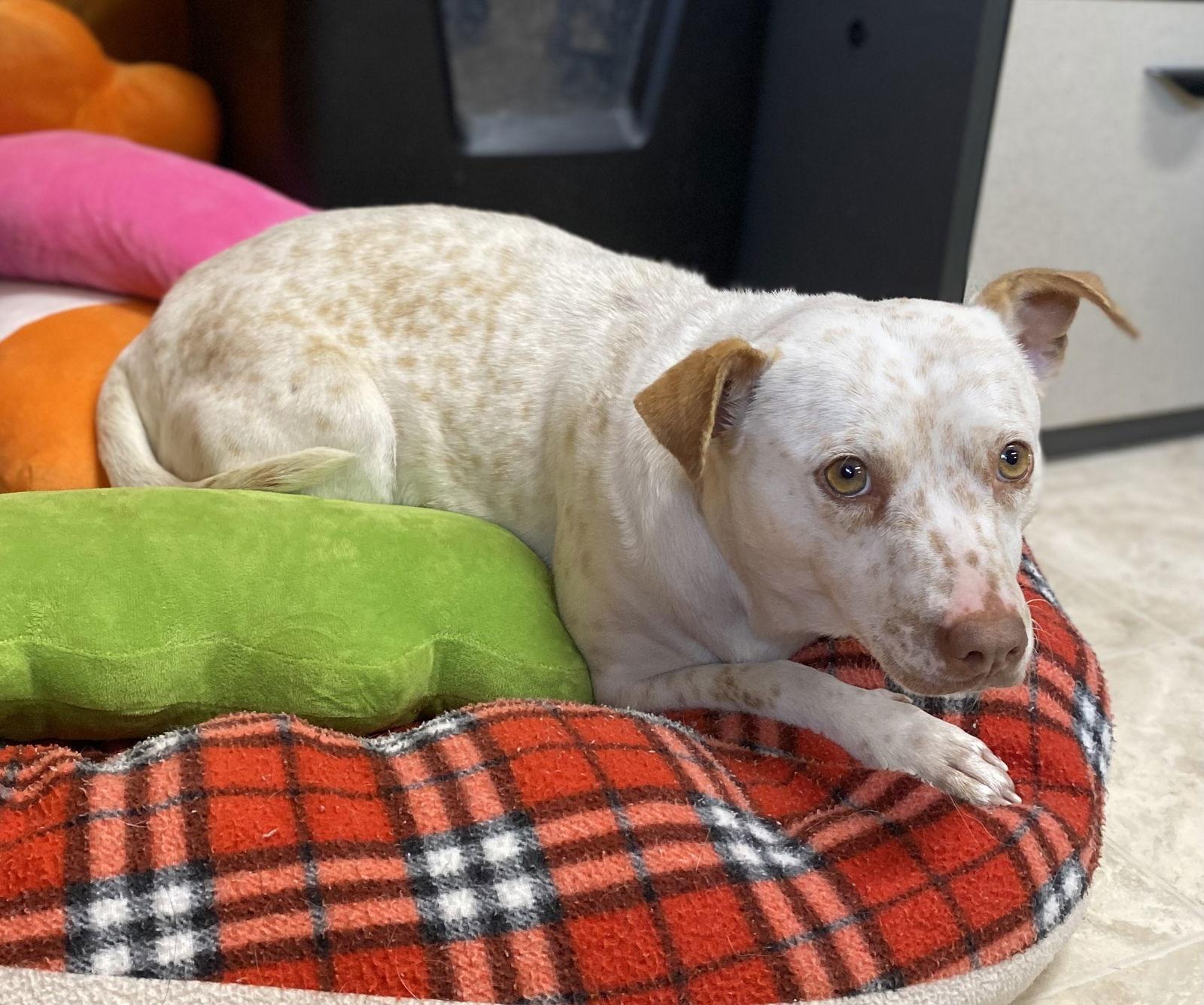Enlarge Dolly, a Adoptable Cattle Dog in Raleigh, NC image 1/3