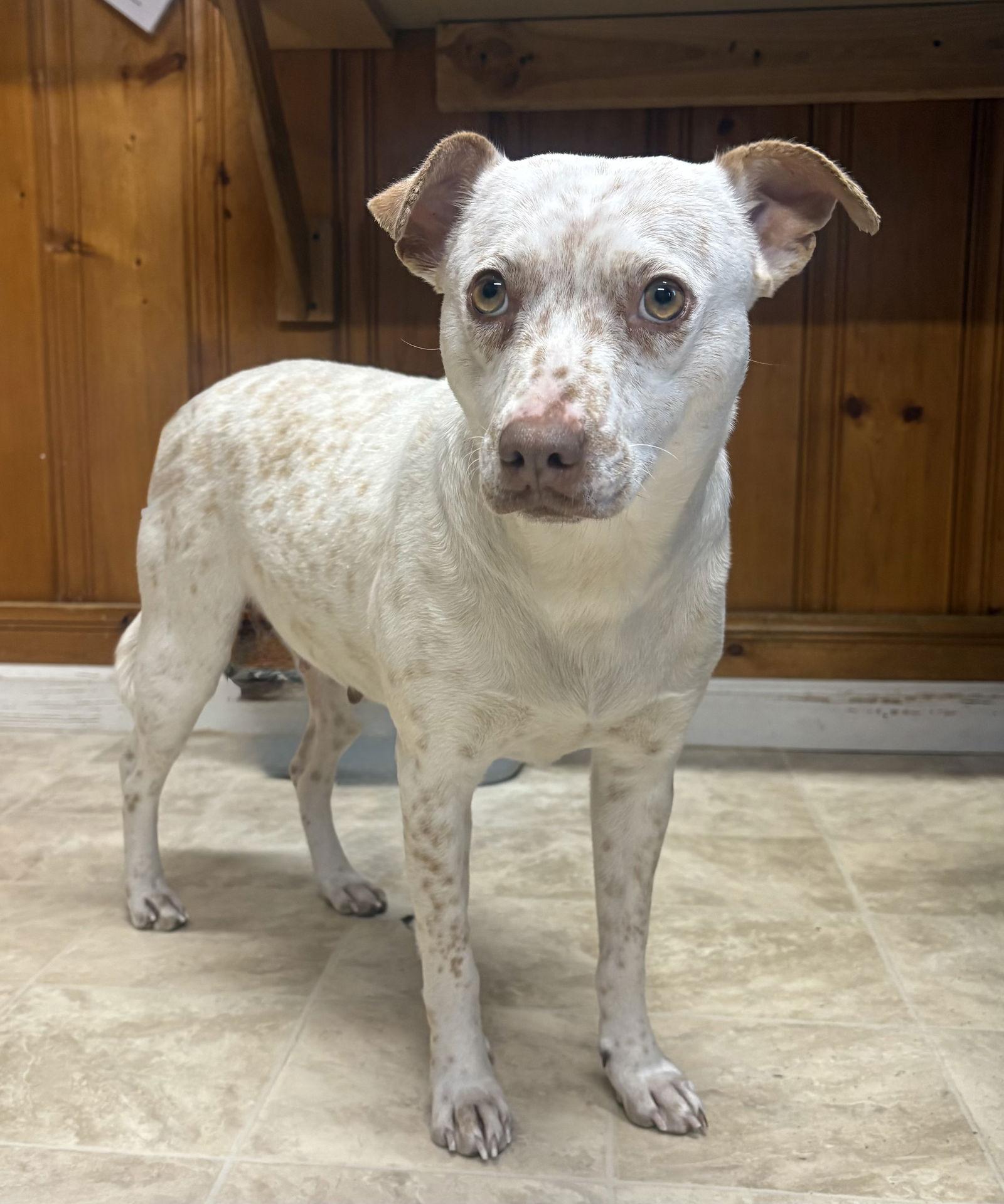 Enlarge Dolly, a Adoptable Cattle Dog in Raleigh, NC image 3/3