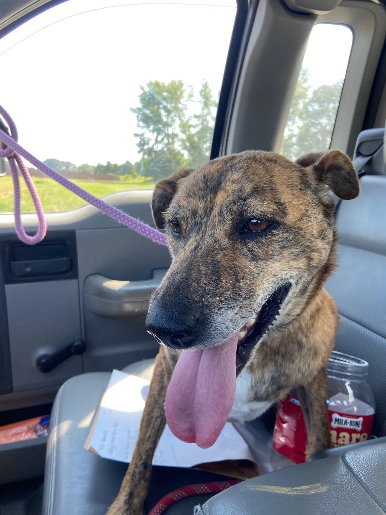 Enlarge Goldie, a Adoptable mixed breed in Beebe, AR image 1/1