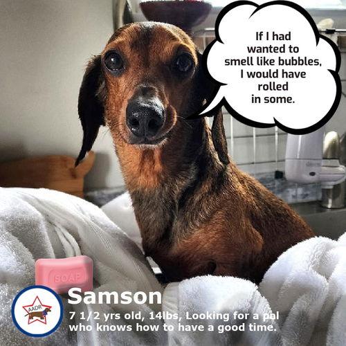 Samson in TN , ADOPTABLE, Adult Male Dachshund.
