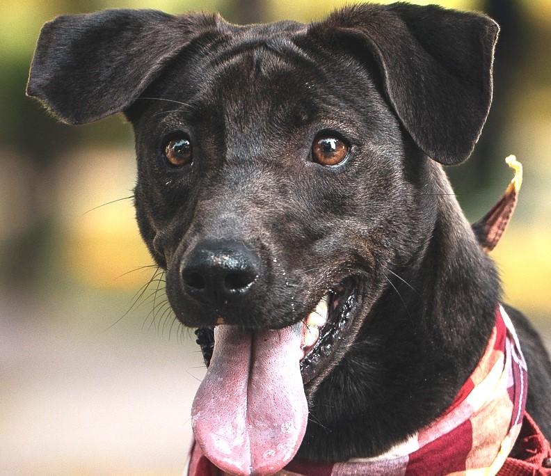 Enlarge Mandy, a Adoptable mixed breed in Bellevue, WA image 4/6