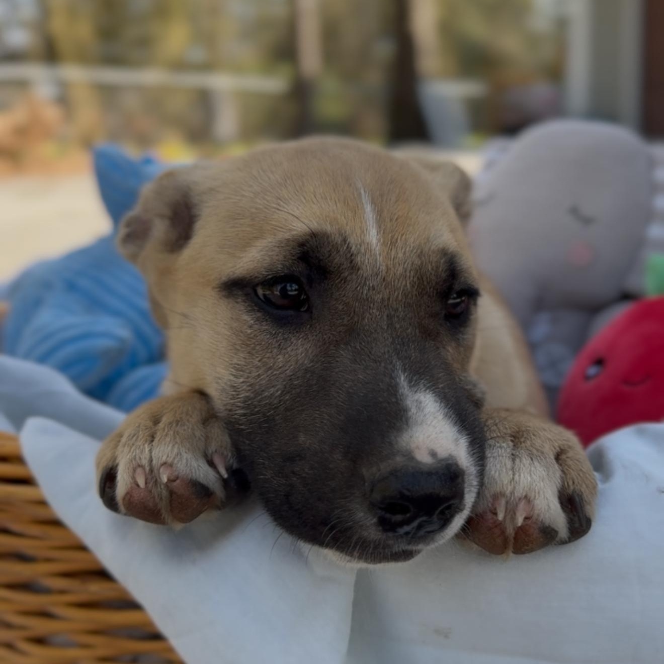 Enlarge Libra, an adopted mixed breed in Bensalem, PA image 6/6