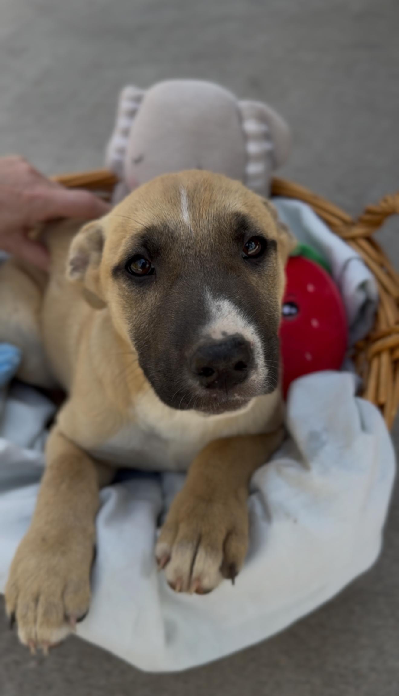 Enlarge Libra, an adopted mixed breed in Bensalem, PA image 5/6