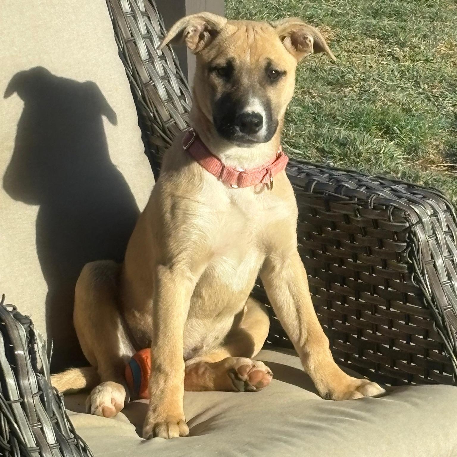 Enlarge Libra, an adopted mixed breed in Bensalem, PA image 1/6