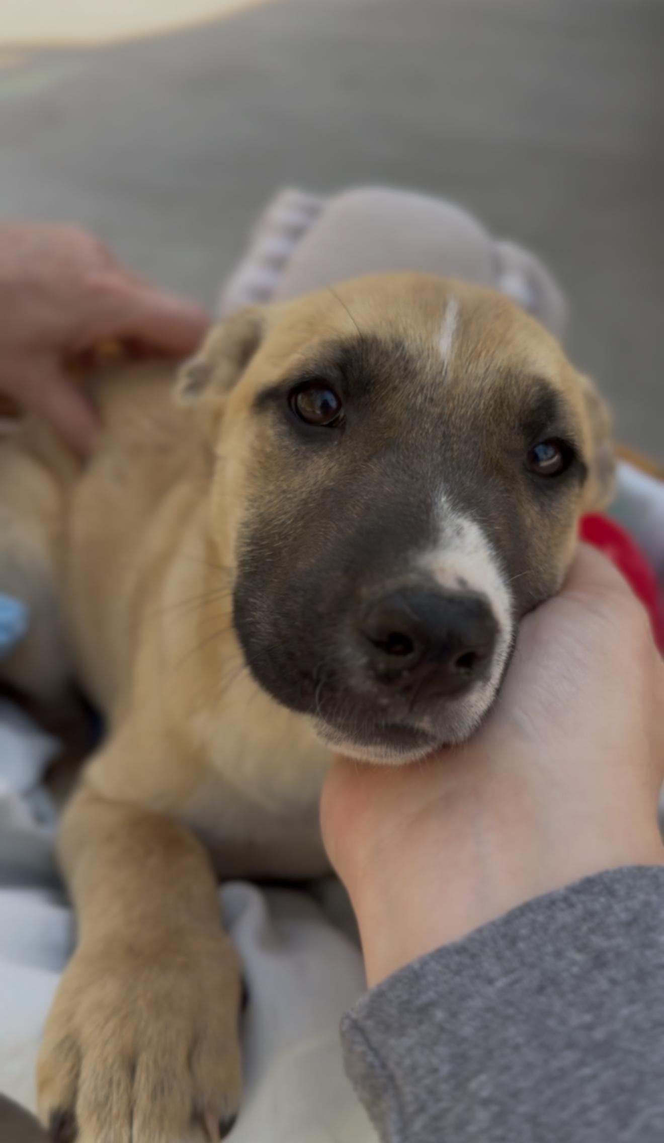 Enlarge Libra, an adopted mixed breed in Bensalem, PA image 4/6