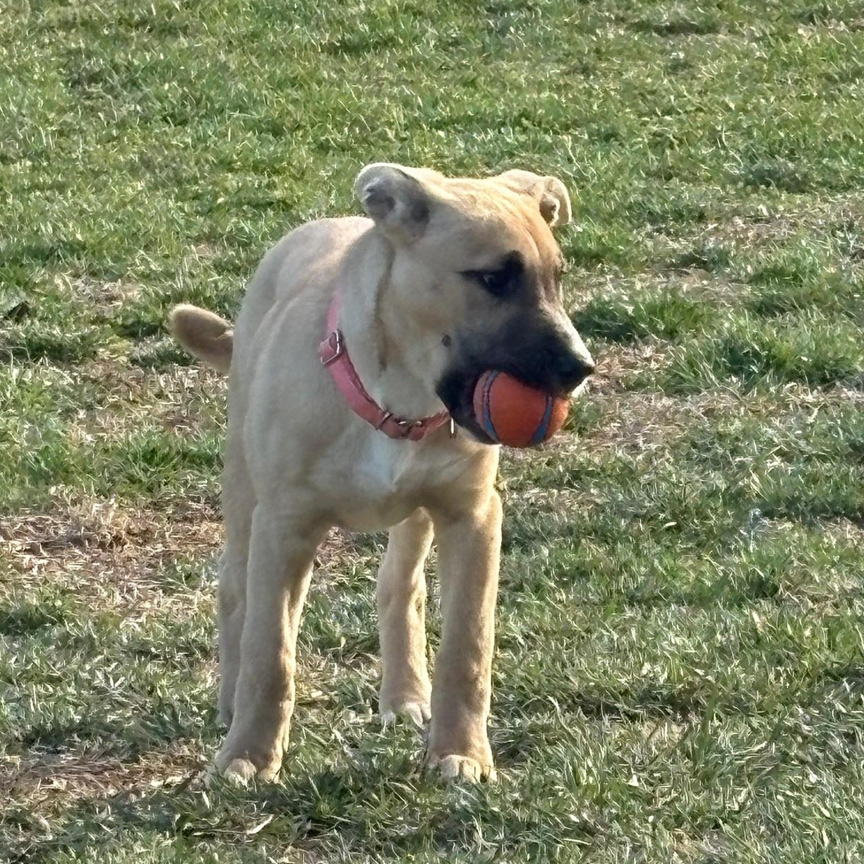 Enlarge Libra, an adopted mixed breed in Bensalem, PA image 3/6