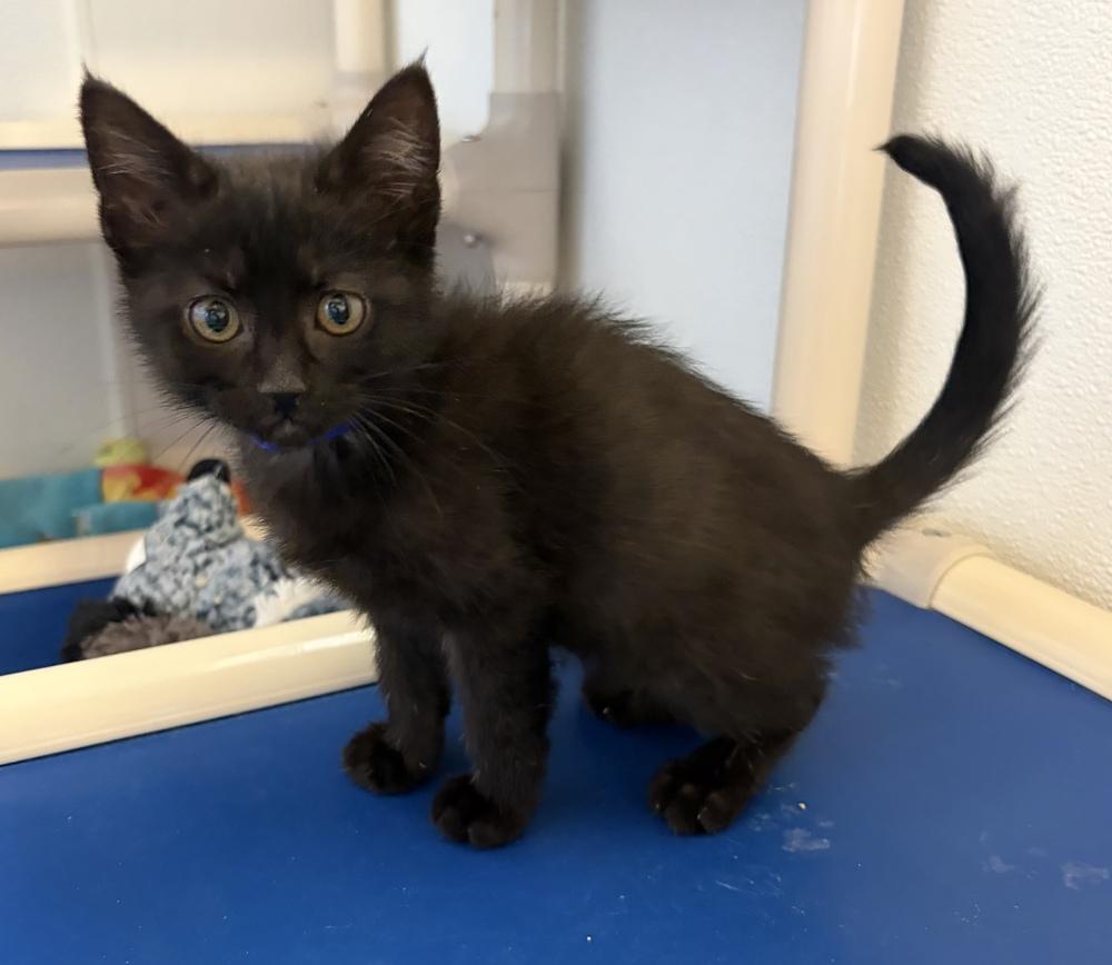 Donatello, a Adoptable mixed breed in Challis, ID image 1/4