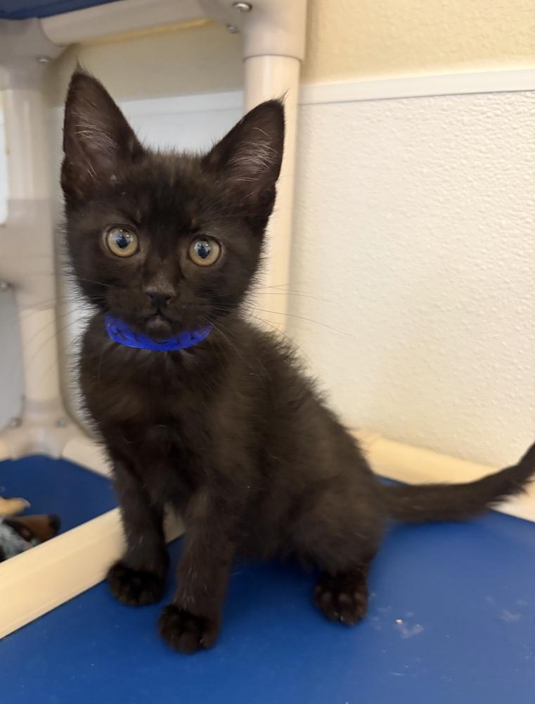 Donatello, a Adoptable mixed breed in Challis, ID image 2/4