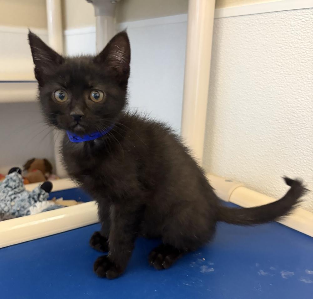 Donatello, a Adoptable mixed breed in Challis, ID image 3/4