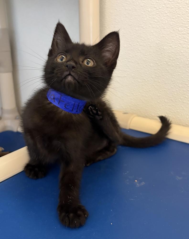 Donatello, a Adoptable mixed breed in Challis, ID image 4/4