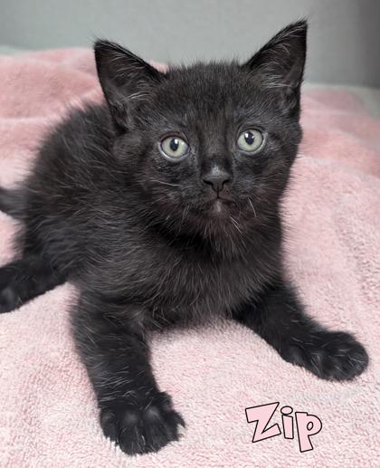 Zip (@Feeders MLK/Jolly), Adoptable, Kitten Male Domestic Short Hair & Domestic Short Hair.