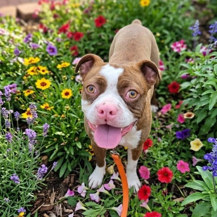 Darnell, Adoptable, Young Male Boston Terrier & French Bulldog.