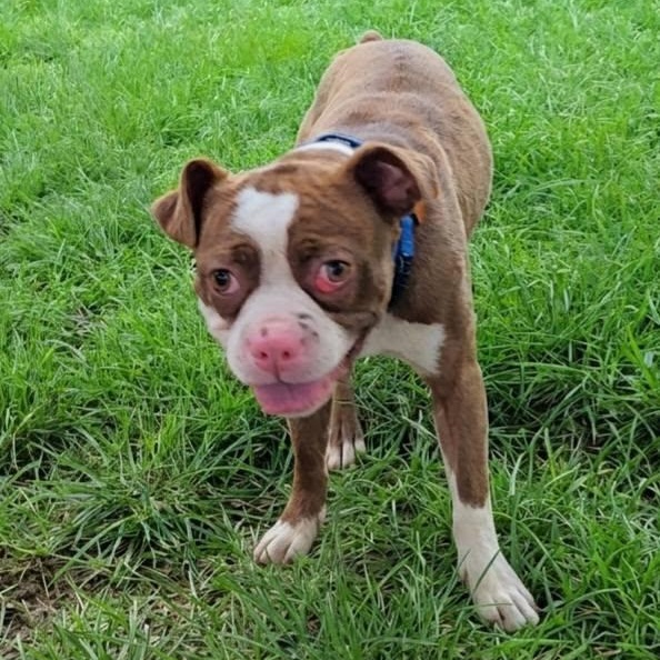 Enlarge Darnell, a Adoptable mixed breed in Springfield, MO image 2/5