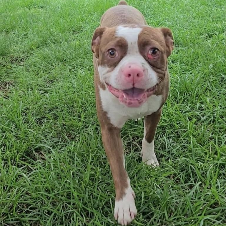Enlarge Darnell, a Adoptable mixed breed in Springfield, MO image 3/5