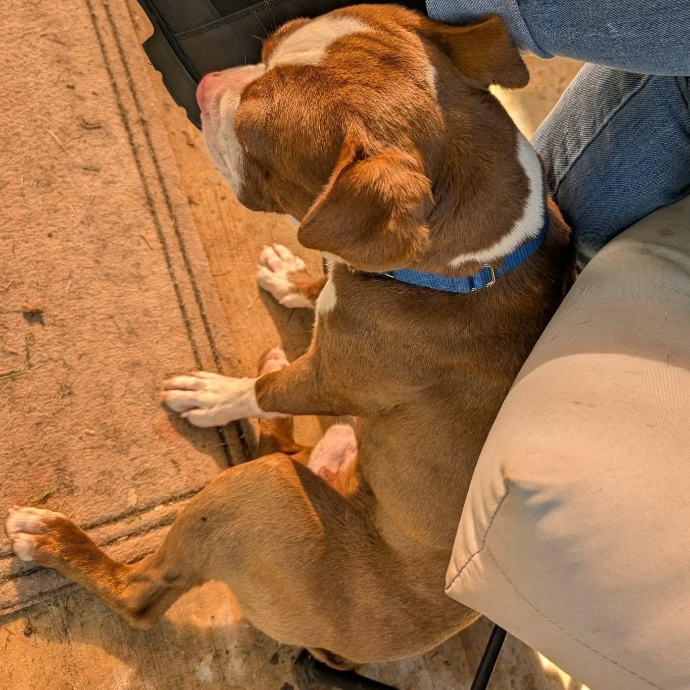 Enlarge Darnell, a Adoptable mixed breed in Springfield, MO image 4/5