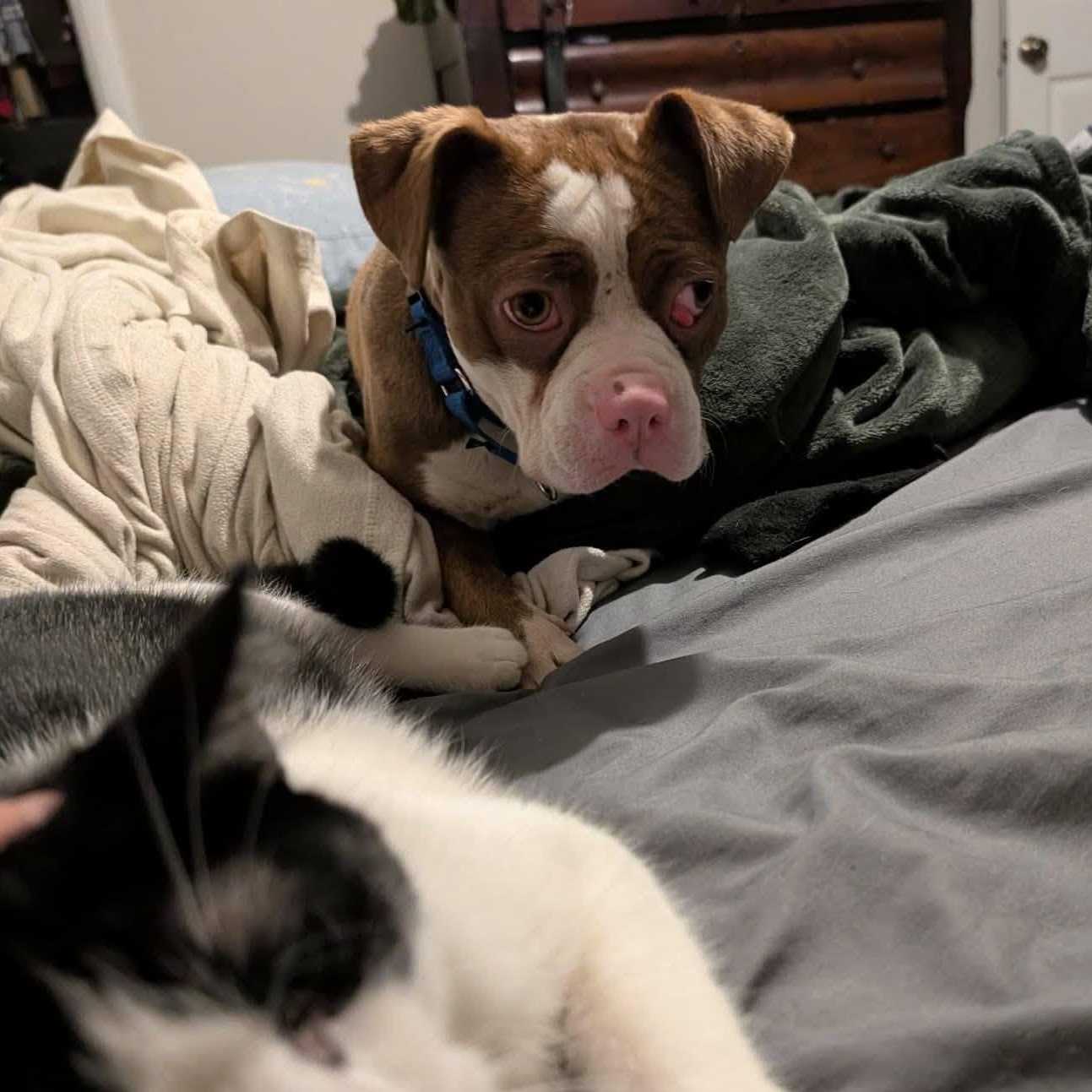 Enlarge Darnell, a Adoptable mixed breed in Springfield, MO image 5/5