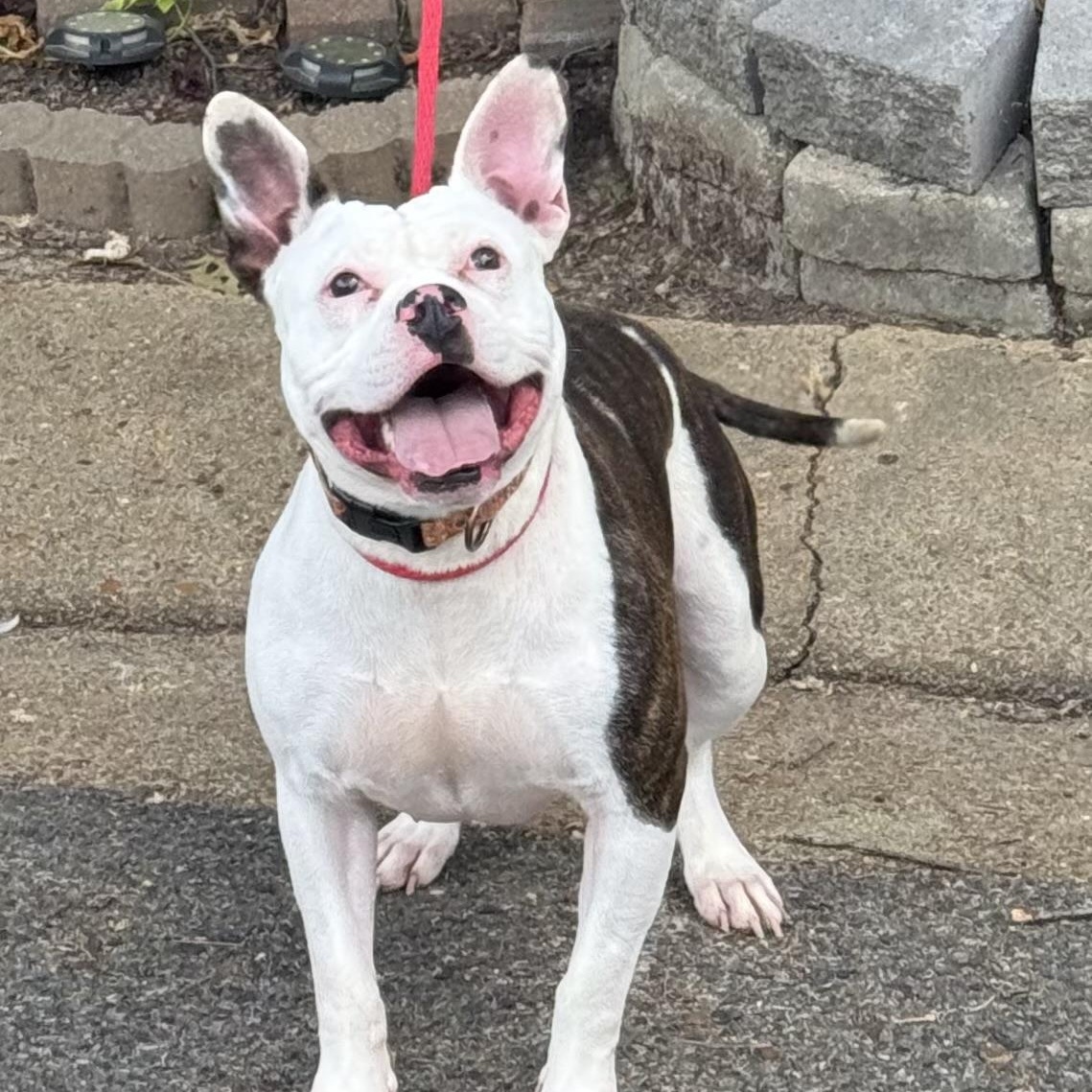Caitlin, Adoptable, Young Female American Bulldog & French Bulldog.