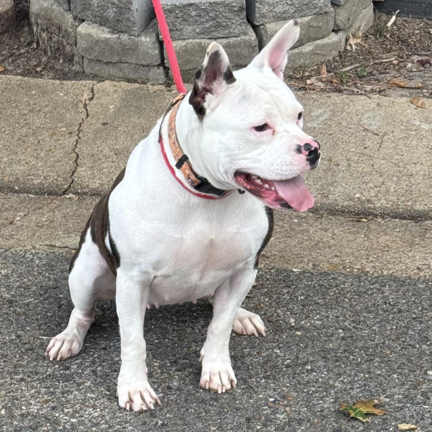 Enlarge Caitlin, a Adoptable mixed breed in Brentwood, TN image 5/5