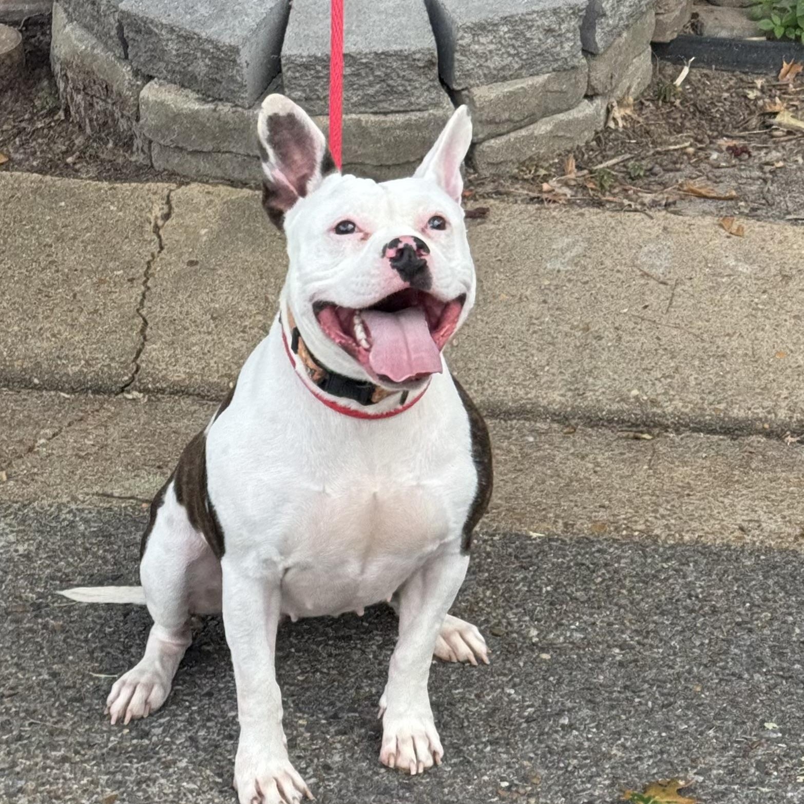 Enlarge Caitlin, a Adoptable mixed breed in Brentwood, TN image 4/5