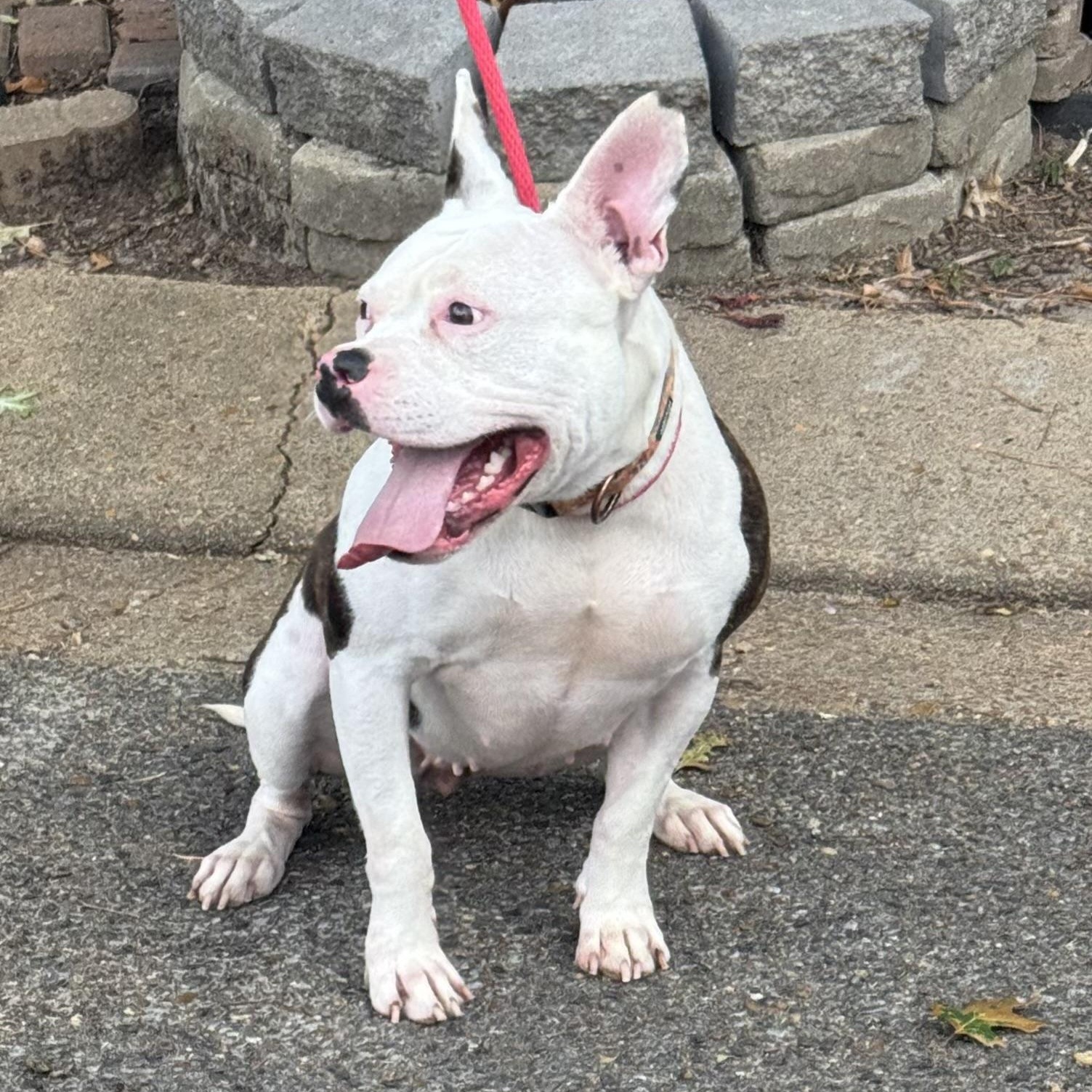 Enlarge Caitlin, a Adoptable mixed breed in Brentwood, TN image 2/5