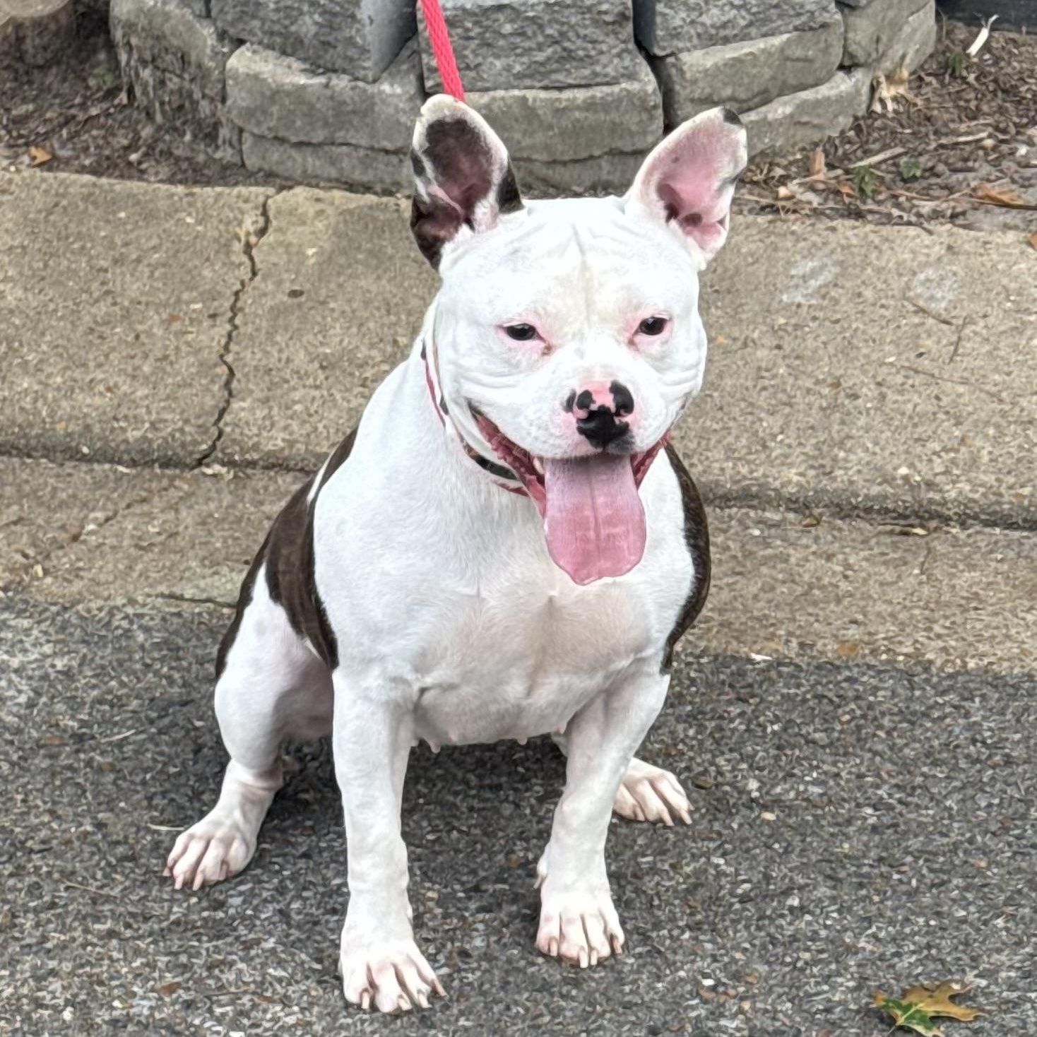 Enlarge Caitlin, a Adoptable mixed breed in Brentwood, TN image 3/5