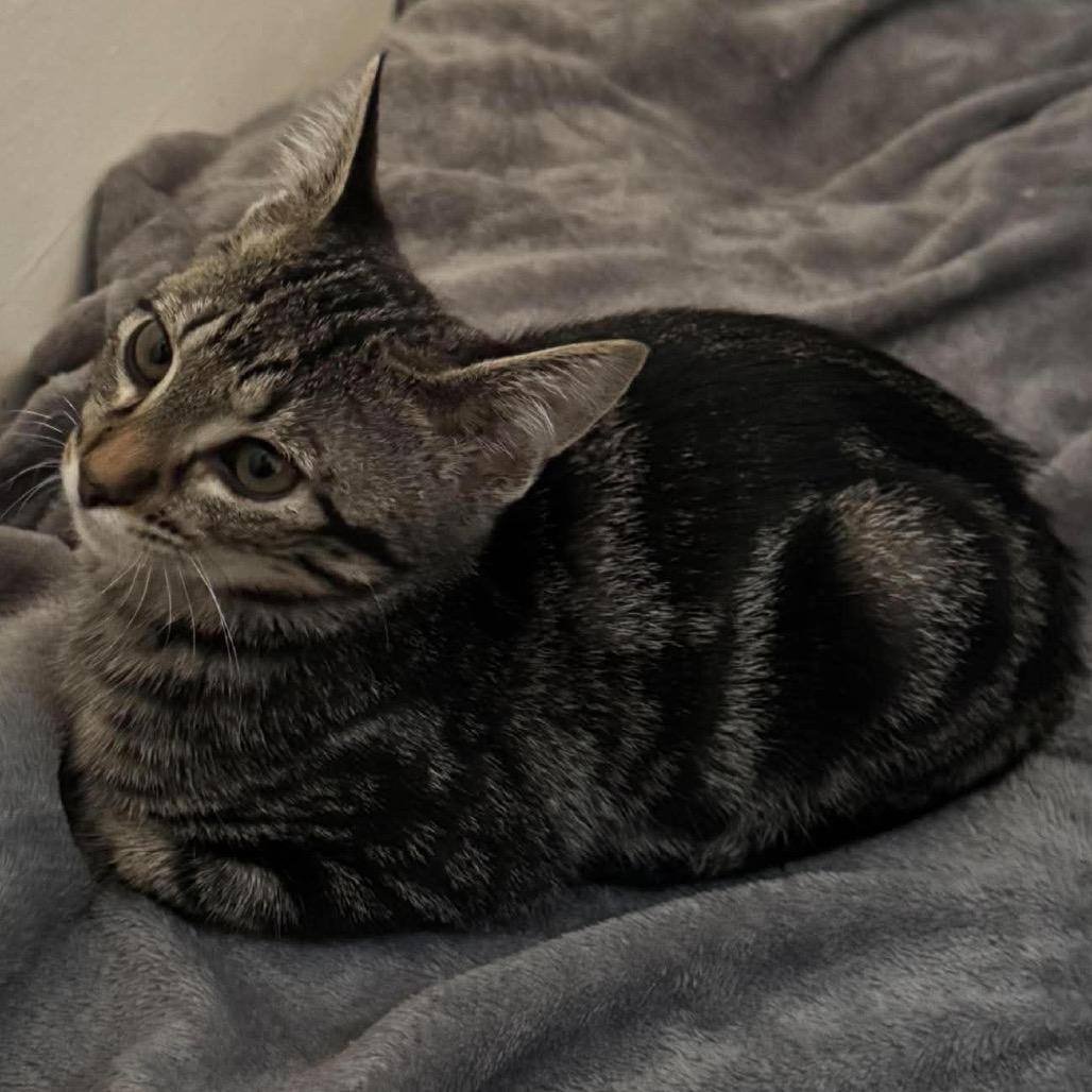 Enlarge Swirley, a Adoptable Domestic Short Hair in Brevard, NC image 1/1