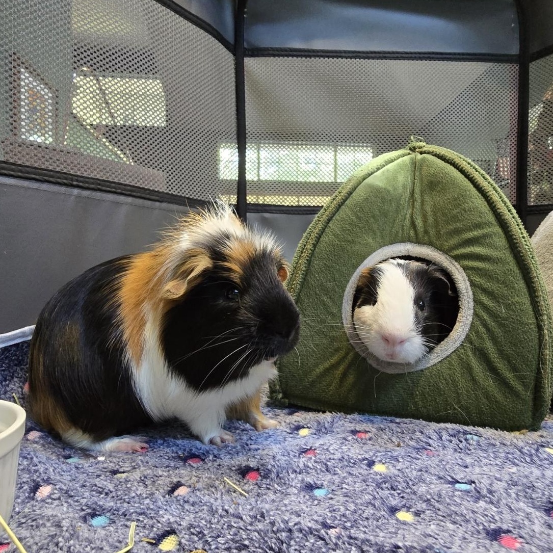 Igor & Frederick, adopted, Adult Male Guinea Pig.