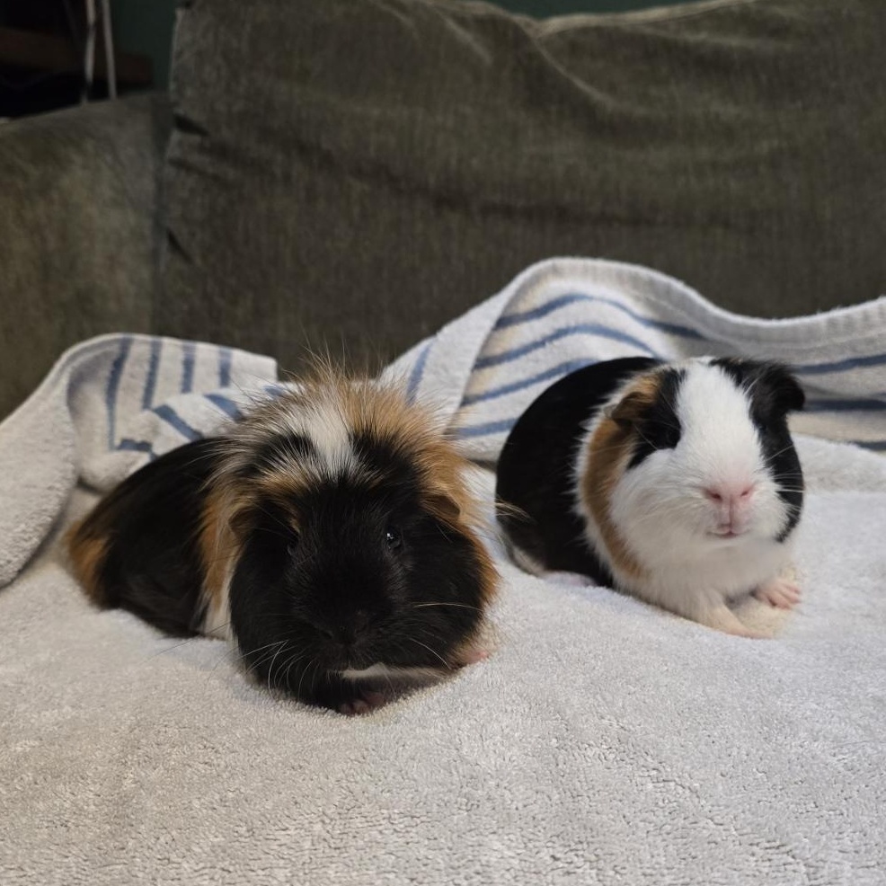 Igor & Frederick, an adopted Guinea Pig in Olympia, WA image 2/2