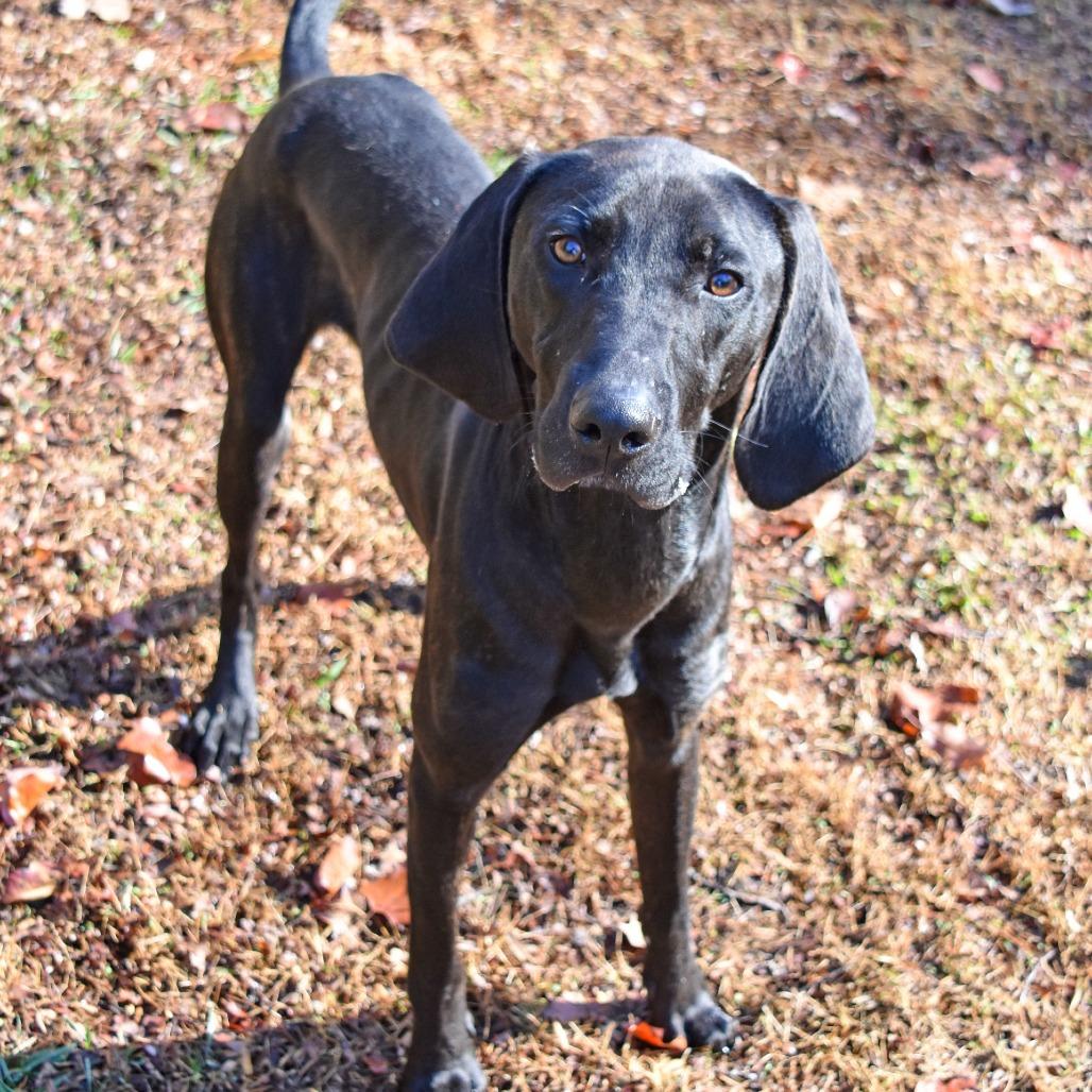 Barnaby, Adoptable, Adult Male Black Labrador Retriever.