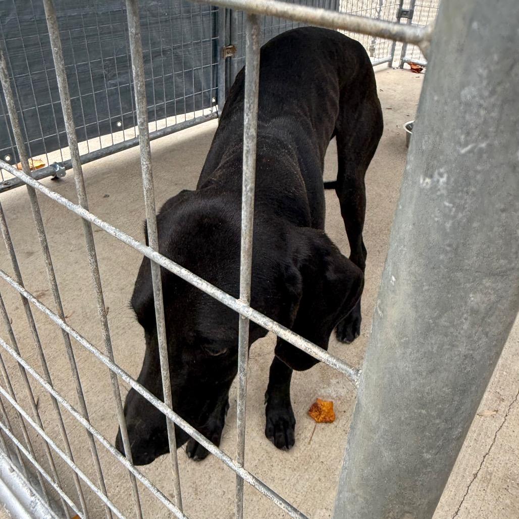 Barnaby, Adoptable, Adult Male Black Labrador Retriever.