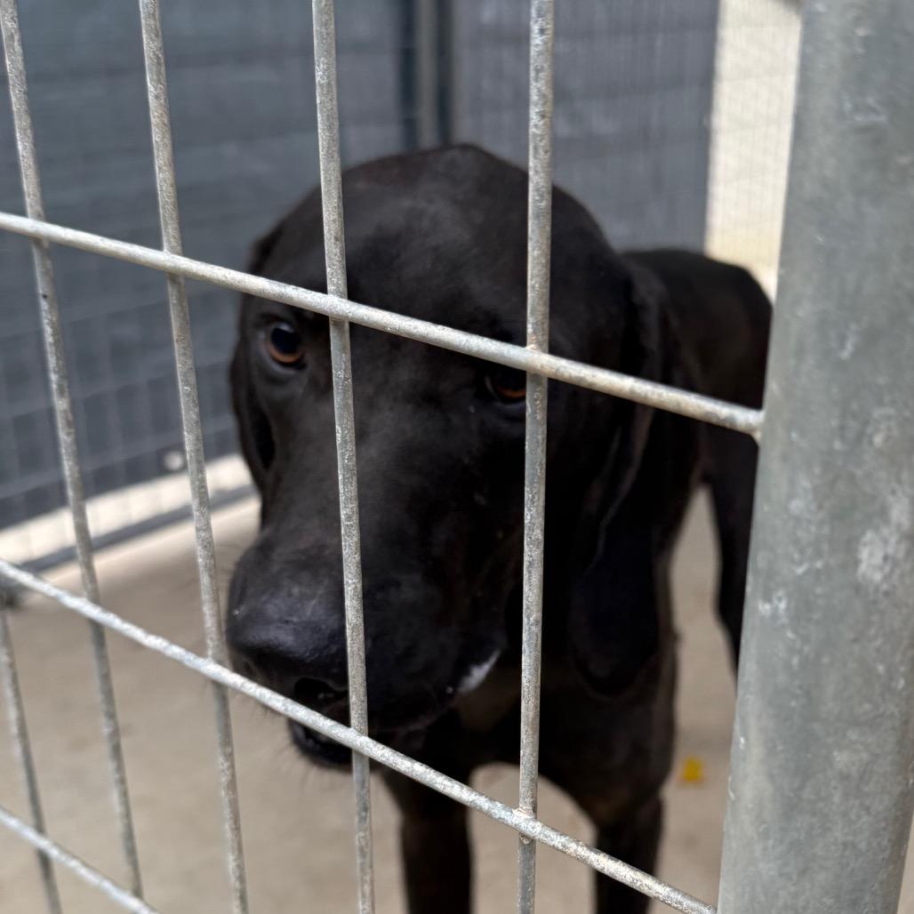 Enlarge Barnaby, a Adoptable Black Labrador Retriever in Columbus, NC image 3/6