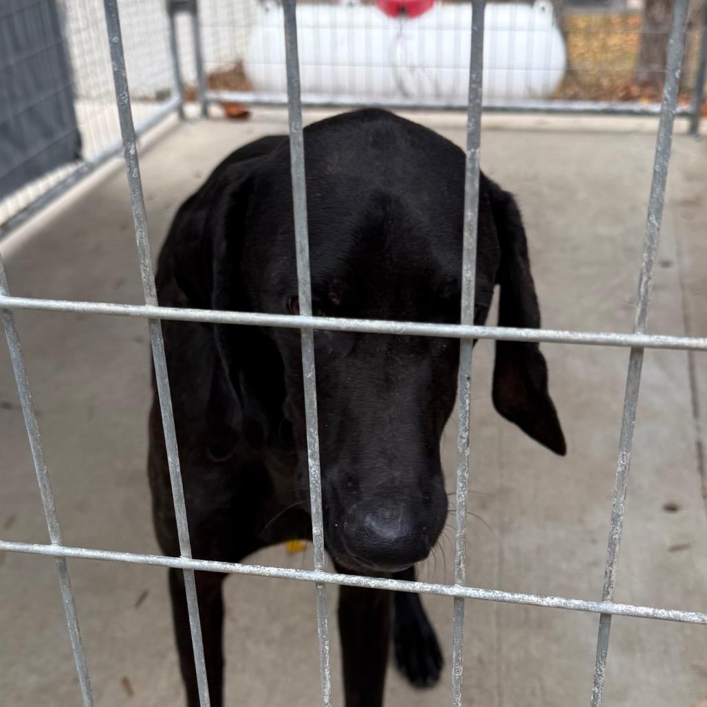 Enlarge Barnaby, a Adoptable Black Labrador Retriever in Columbus, NC image 4/6