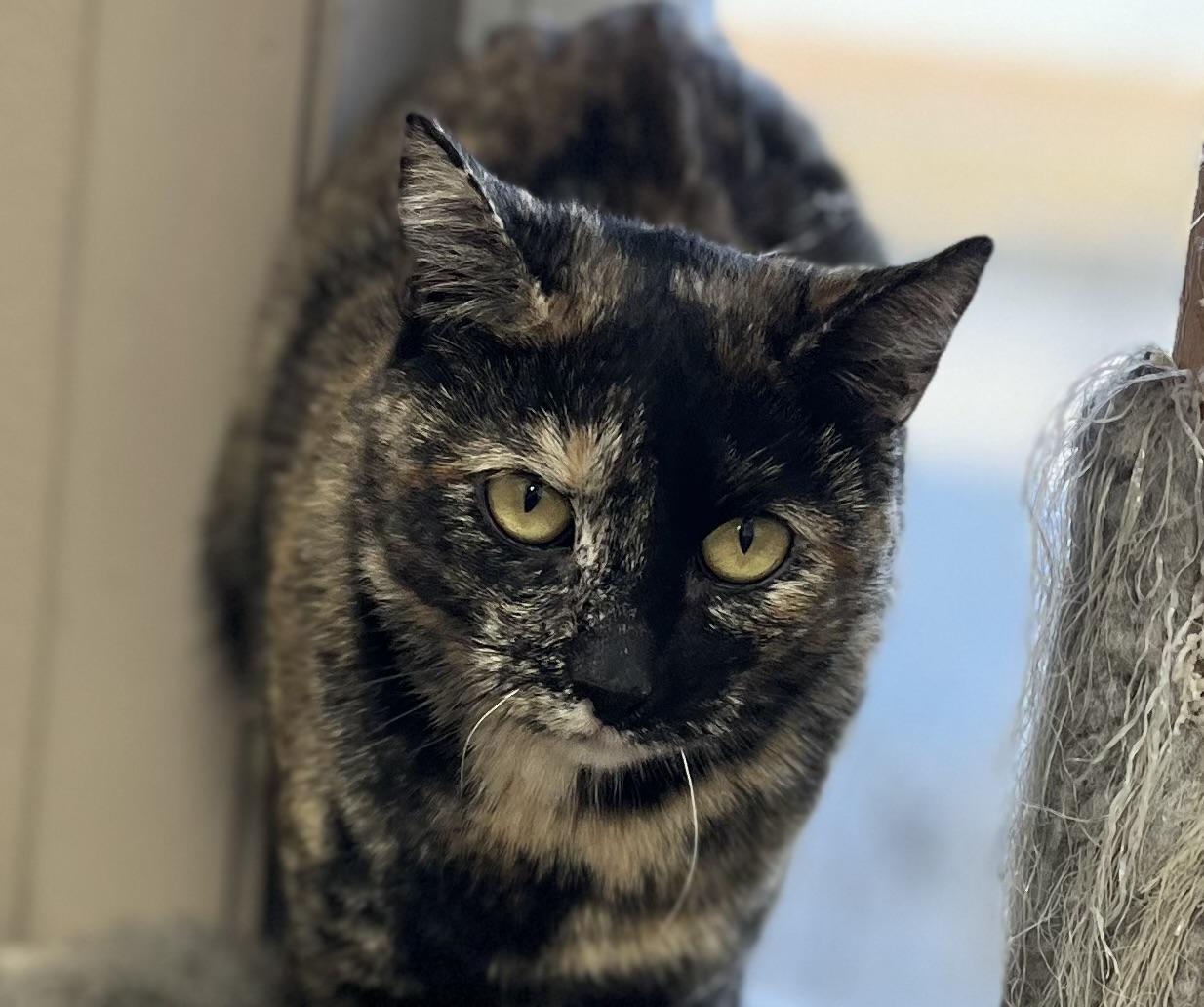 Enlarge SMORES, a Adoptable Tortoiseshell in Carthage, IL image 2/5