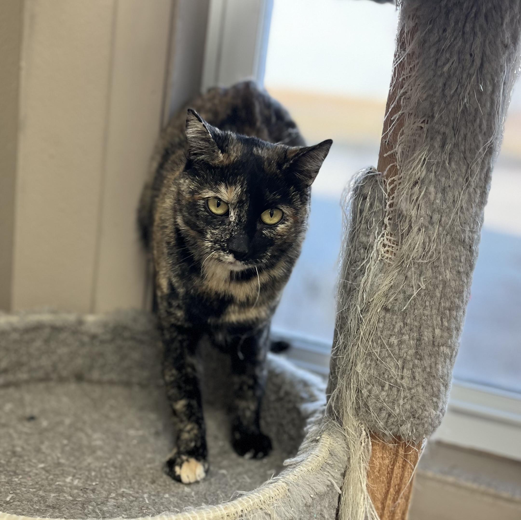 SMORES, Adoptable, Adult Female Tortoiseshell.