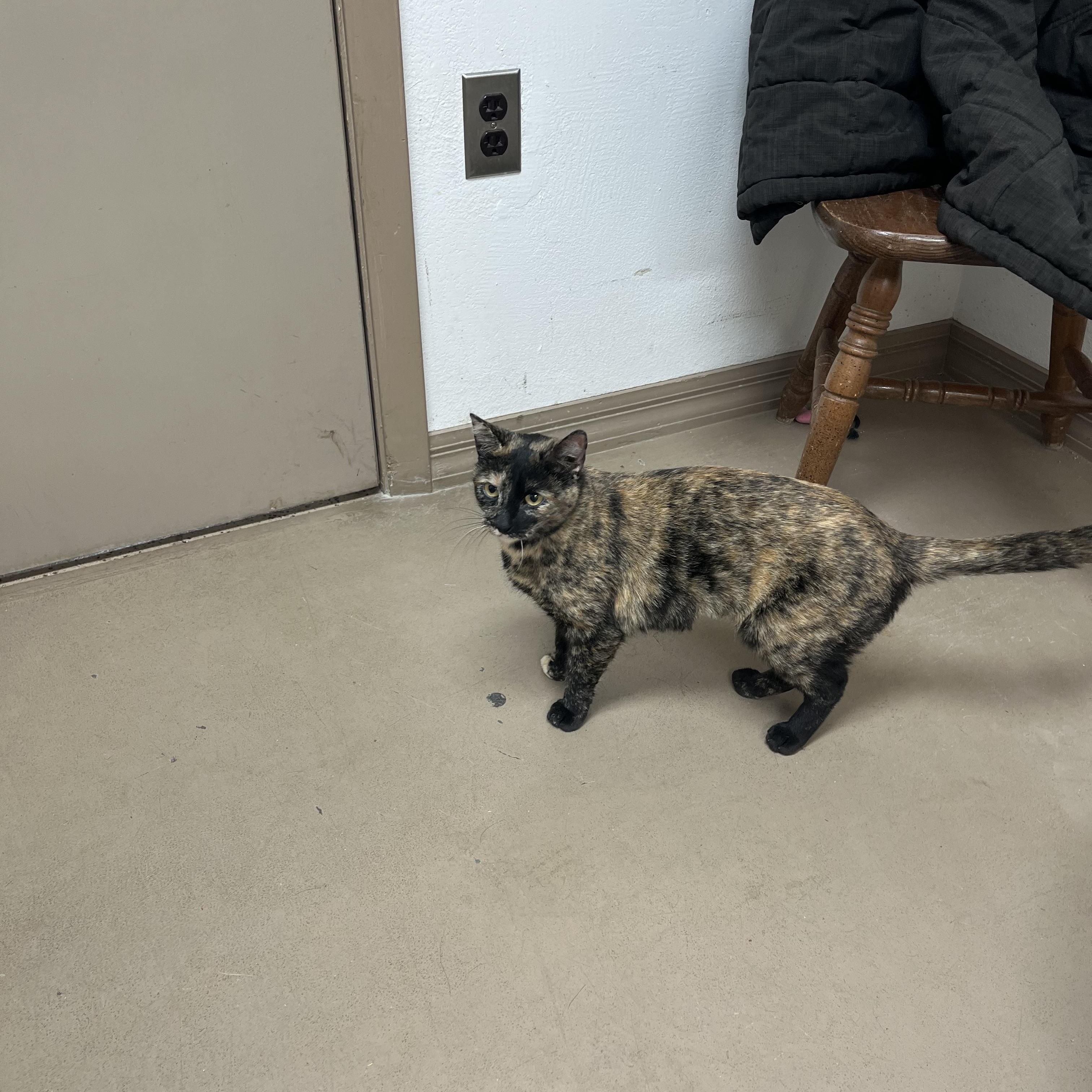 Enlarge SMORES, a Adoptable Tortoiseshell in Carthage, IL image 5/5