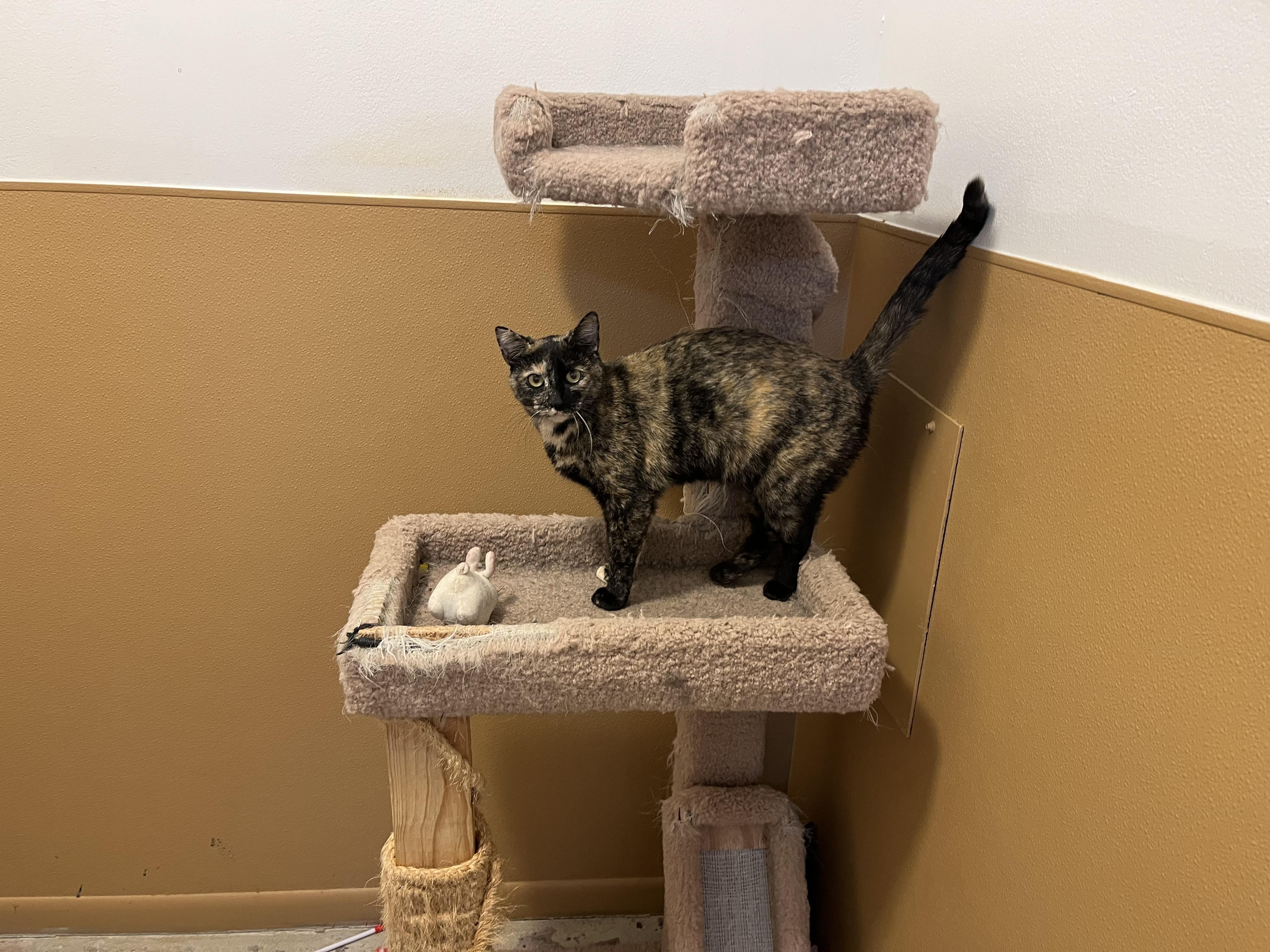 Enlarge SMORES, a Adoptable Tortoiseshell in Carthage, IL image 4/5