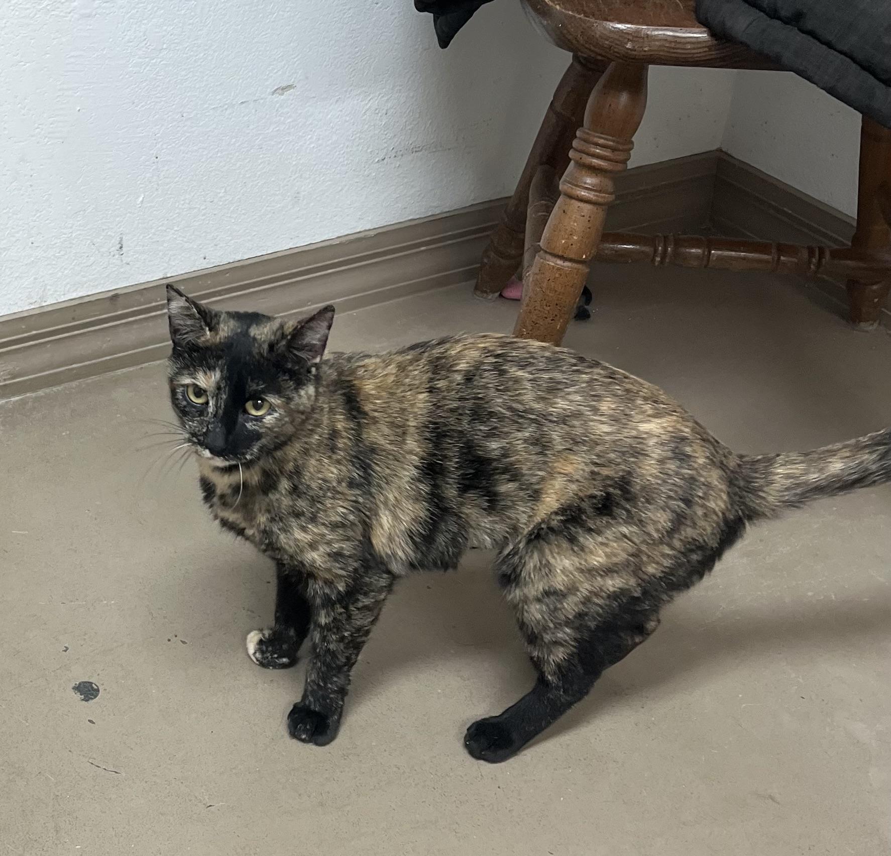 Enlarge SMORES, a Adoptable Tortoiseshell in Carthage, IL image 3/5