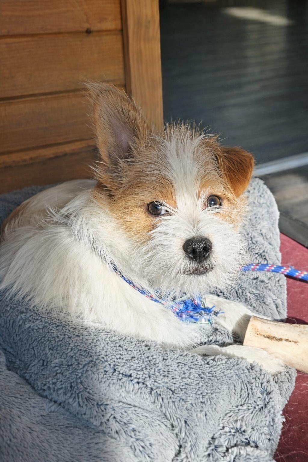Tucker Kraft, ADOPTABLE, Young Male Mixed Breed.