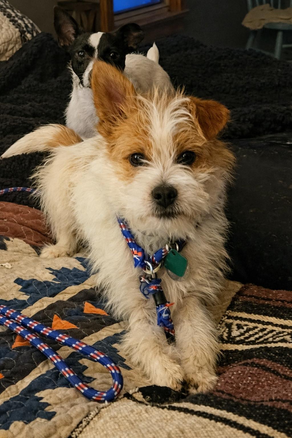 Enlarge Tucker Kraft, an adopted mixed breed in Wautoma, WI image 2/4