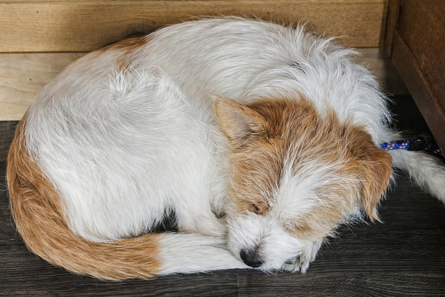 Enlarge Tucker Kraft, an adopted mixed breed in Wautoma, WI image 4/4