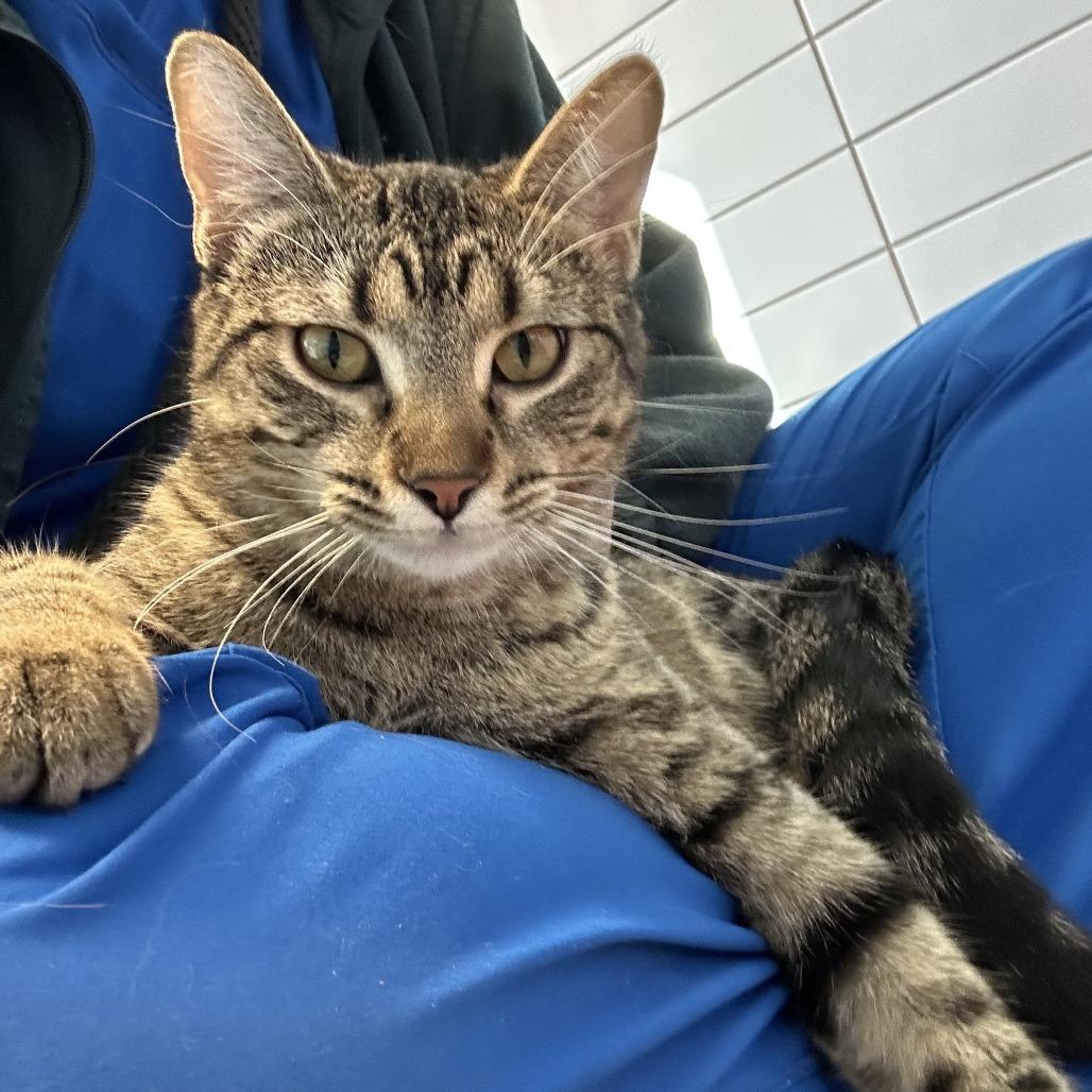 Scone, Adoptable, Adult Female Domestic Short Hair.